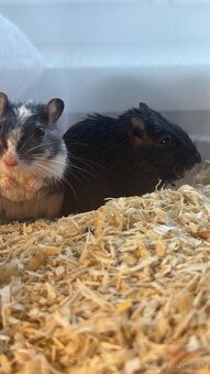 Darujem pieskomilov - 7