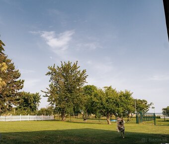 Predám svoje „dieťa“ – psí hotel Pes na dovolenke + dom, 30 - 7