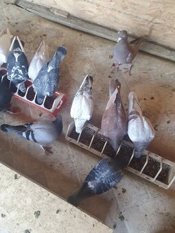 Darujem chovné postove holuby - 7