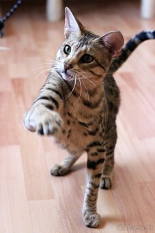 Savannah macka F3 - 7