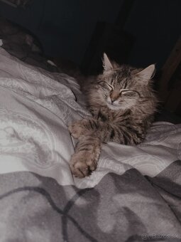 Maine Coon - 7