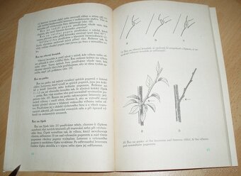 ez ovoných dřevin - 7