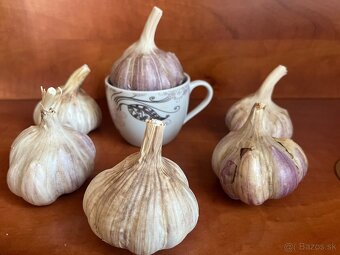 Domáci dedov -Ruský cesnak paličiak fialovy - 7