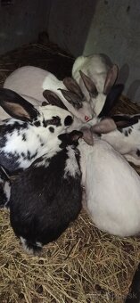 Predám 4 mesačne mladé krížence - 7