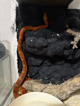 Užovka červena - 1.1 chovny pár 2023 znižena cena - 7