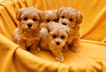 Maltipoo - 7