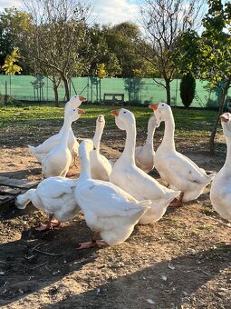 Cholmogorské husi - 7