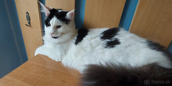 Mainska myvalia mainský - 7