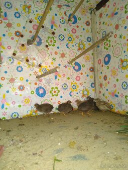 Predám prepelice čínske.. - 7