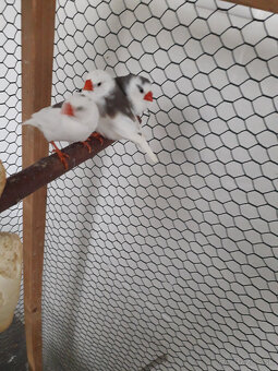 predám andulky a zebričky - 7