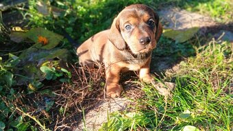 Jazvečík trpasličí šteniatka - 7