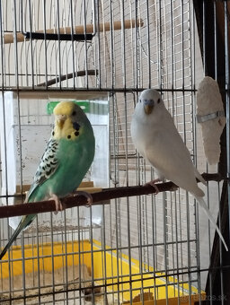 andulky na predaj - 7