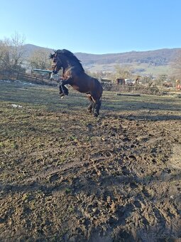 Predam tazneho zrebca - 7