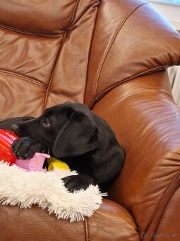 Darujem 4 mesačné labradorskeho retrievera - 7
