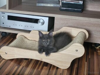 Mačiatka Maine Coon - 7