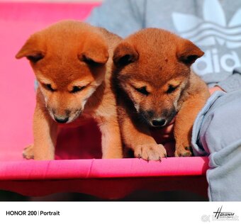 Shiba Inu - 7