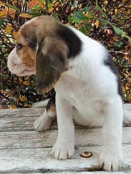 Beagle, bigel, bigl bez PP - 7