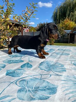 Jazvečík trpasličí s PP (chalani) - 7