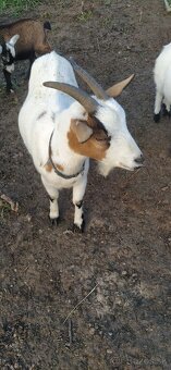 Predám mini kozu s dvomi malými capkami - 7