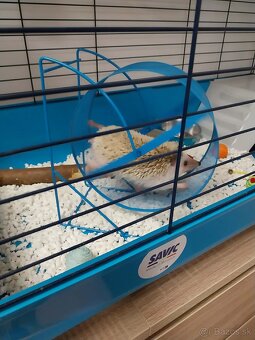 Ježko Bielobruchý - 7