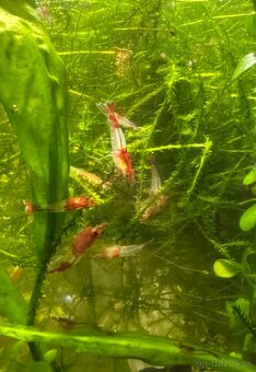 Predám krevetky Neocaridina Red Rili - 7