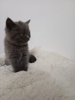 Britské mačiatka REZERVOVANÉ - 7