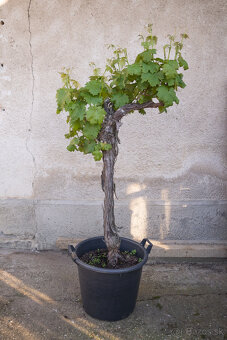 Starý vinič v kvetináči - 7