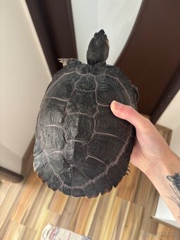 🐢 Vodné korytnačky – Lujza a Berta 🐢 - 7