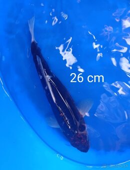 Koi kapor japan/jazierkove ryby - 7