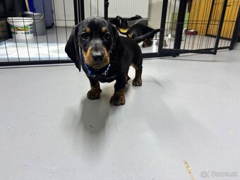 Jazvečík kratkosrstý - 7