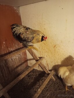 Mám na predaj kohúty Araucany. - 7