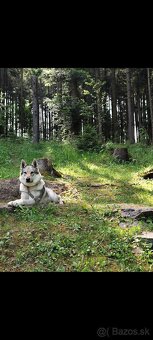 Československý vlčiak s PP - 7