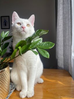 Skibi si hľadá parťákov a milujúci domov - 7