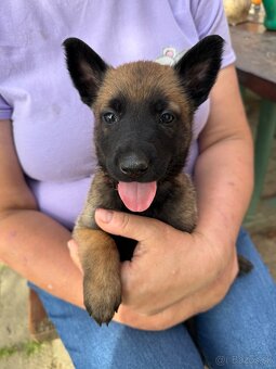Belgicky ovčiak malinois - 7