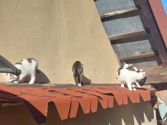 Podarujem mačiatka - 7