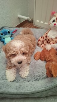 Predám psíka Maltipoo - 7