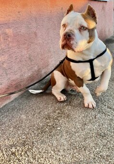American bully pocket - 7