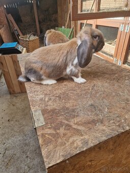 Francúzsky baran - 7