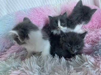 Ragdoll s britským bicolor mačiatka - 7