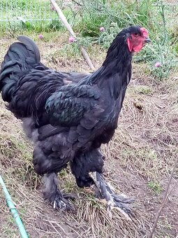 Mladé kohúty brahman - 7