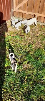 Jack Russell teriér - 7