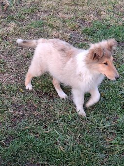 Kólia dlhosrstá - 7