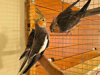 korely výstavný typ - 7