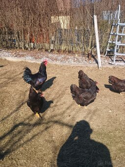 Predám násadove vajíčka. - 7