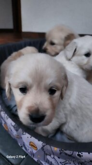 Zlatý retriever - 7