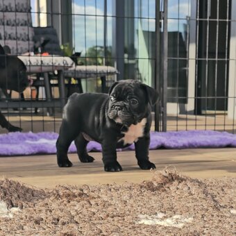 Francúzsky buldoček s PP, FCI - 7