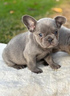 Francúzsky buldoček - 7