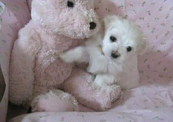 Mini Maltezák - 7