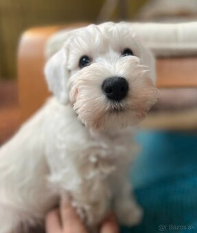 Bradáč malý biely s PP - 7