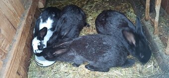 Predám 4 mesačne králiky - 7